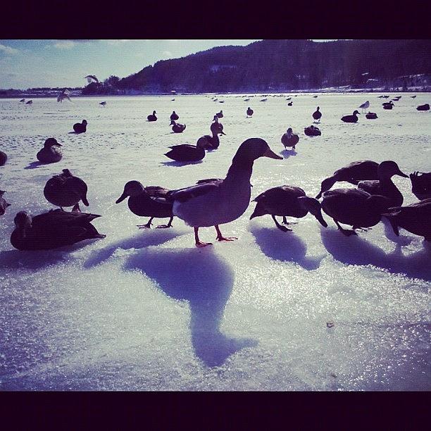 Duck Photograph - Ducks On The Frozen Harbour by Julia Norris
