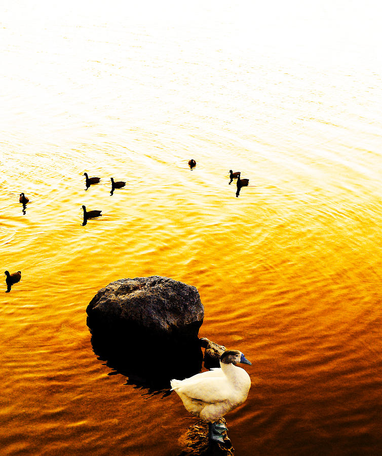 Duck Photograph - Ducks on Town Lake by Sean  Eckel