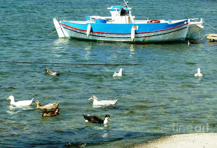 Ducks on Vacation in Greece Photograph by Therese Alcorn