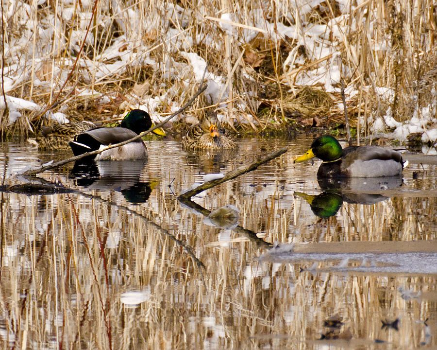 Ducks Reflect On The Days Events Photograph