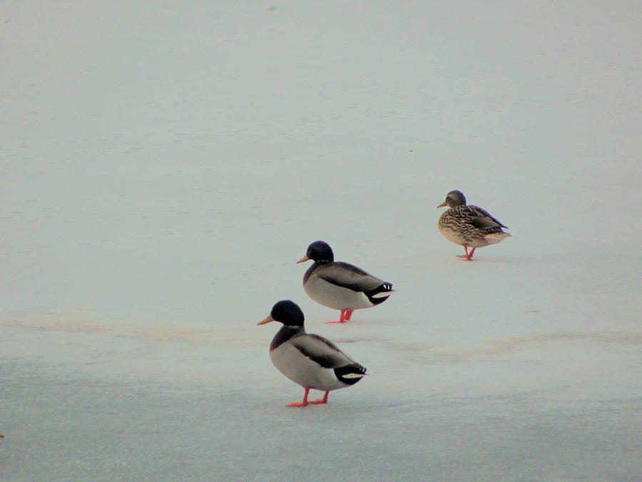 Duck Photograph - Ducks walking on frozen pond by Amy Bradley