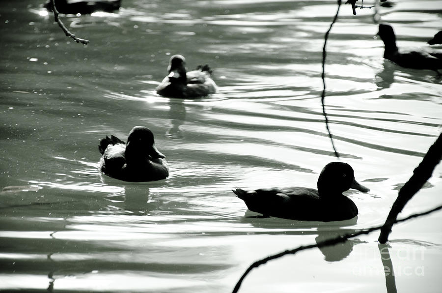Ducks Photograph by Yurix Sardinelly