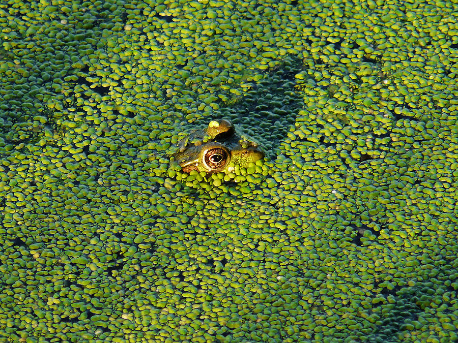 Duckweed Soup Photograph by Theo OConnor