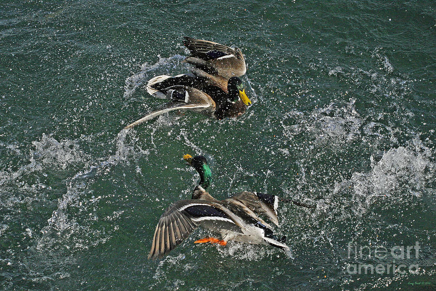 Male Mallard Ducks - Dueling Ducks Photograph by Kenny Bosak