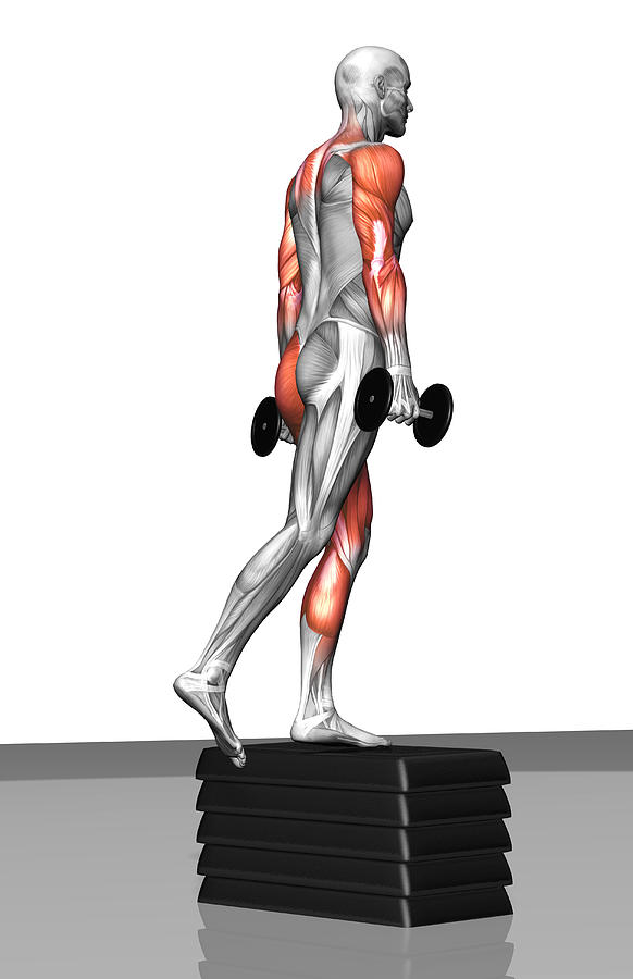 Vertical Photograph - Dumbbell Step-up Exercise (part 1 Of 2) by MedicalRF.com