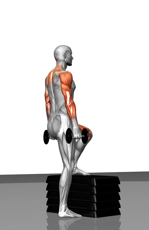 Vertical Photograph - Dumbbell Step-up Exercise (part 2 Of 2) by MedicalRF.com