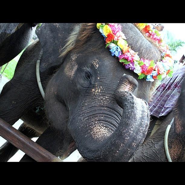 Holiday Photograph - Dumbo #elephant #bali #flowers #lai by Avril O