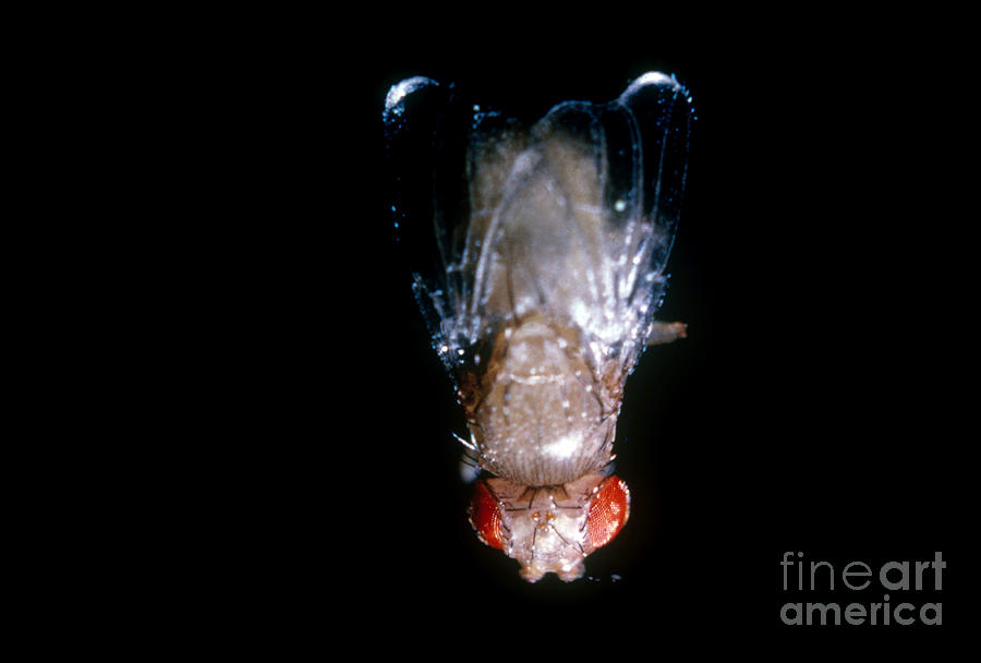 Dumpy Winged Drosophila Photograph by Science Source