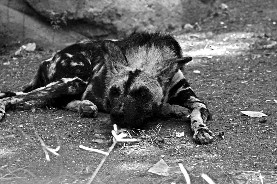Dog Photograph - Duncan The African Wild Dog by Elizabeth  Doran