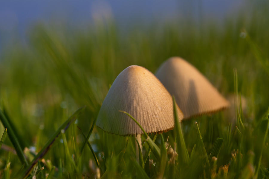 Nature Photograph - Dunce Caps by Jim Finch