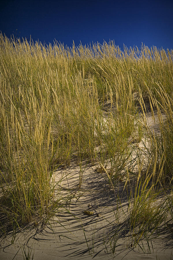 Dune and Beach Grass on Lake Michigan Photograph by Randall Nyhof