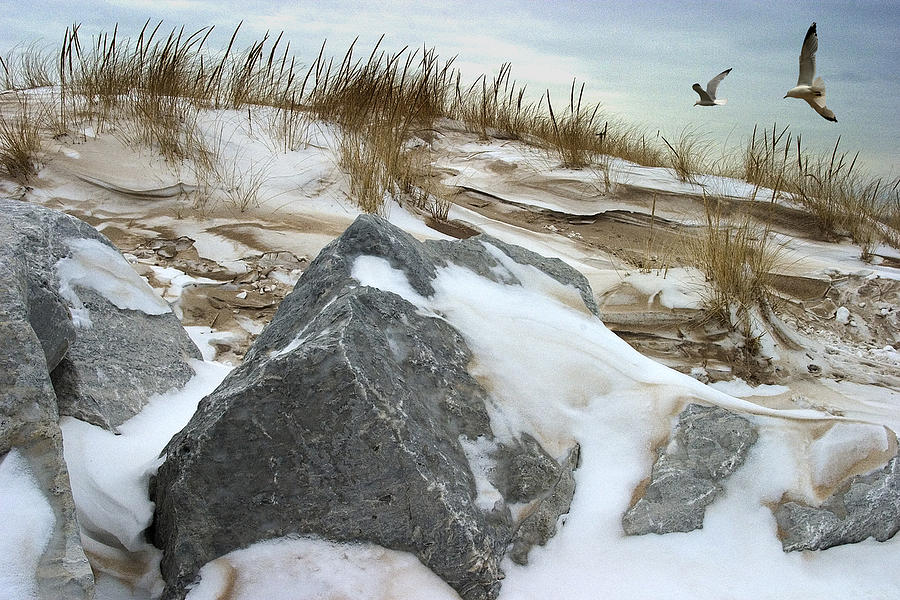 Dune And Gulls In Winter Photograph