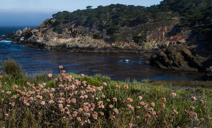 Dune Buckwheat at Pt. Lobos Photograph by Roger Mullenhour