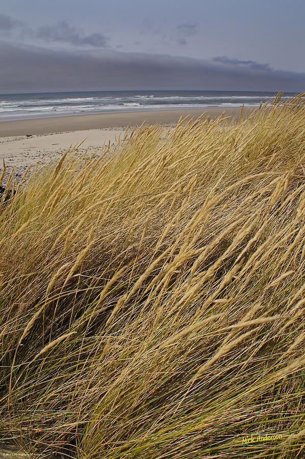 Dune Grass on the Oregon Coast Photograph by Mick Anderson