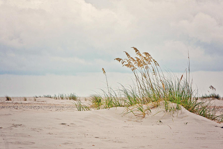 Dune grasses Photograph by Kelley Nelson
