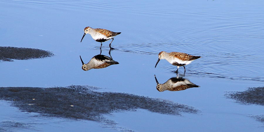 Dunlins Reflection Photograph by Angie Vogel