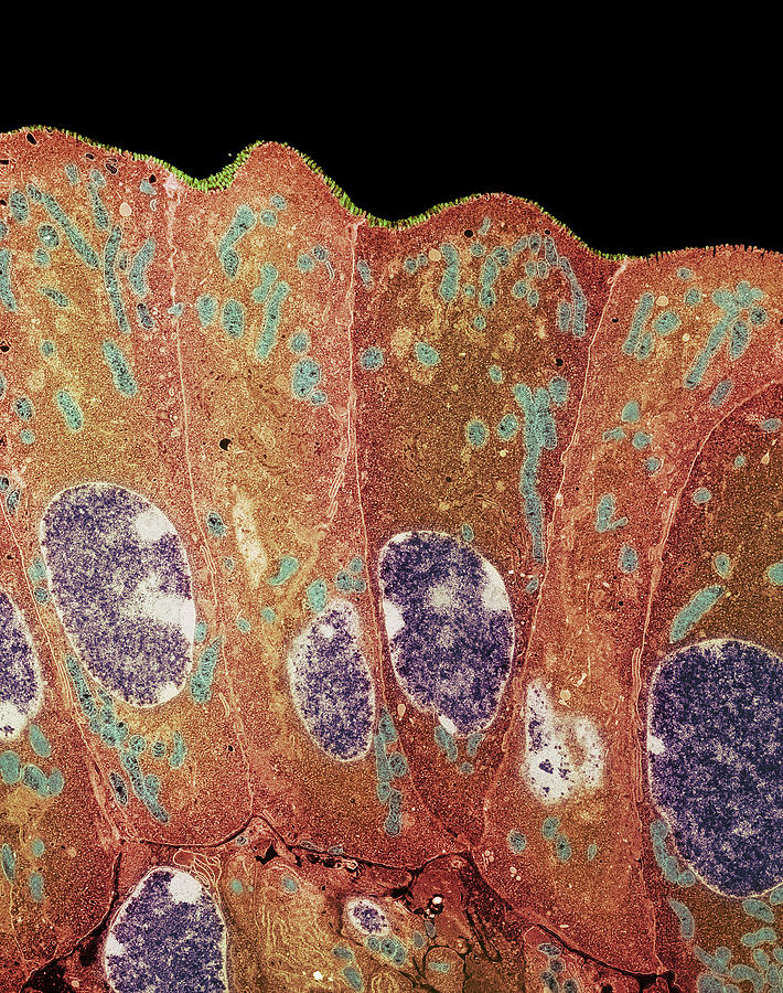 Microvilli Photograph - Duodenum Secretory Cells by Steve Gschmeissner