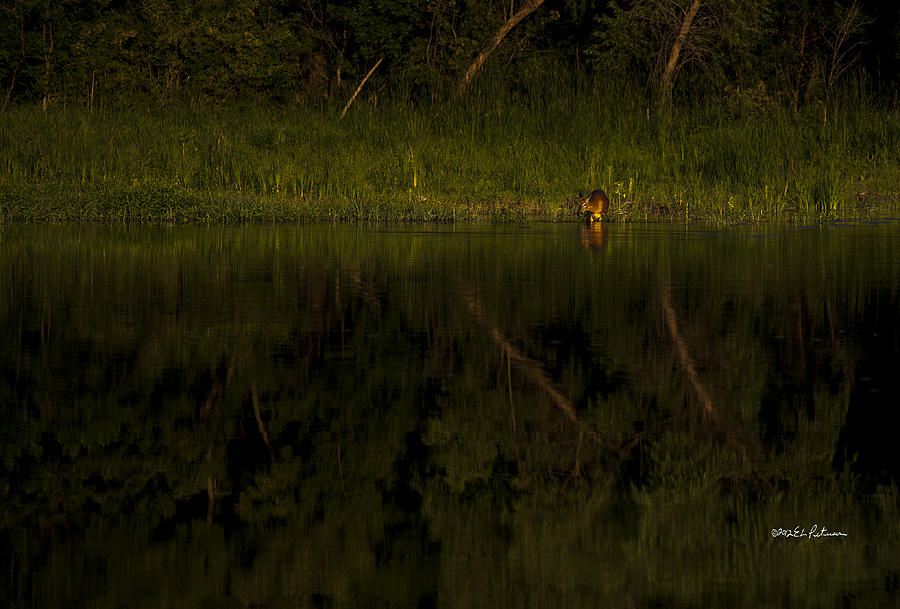 Dusk In The Wild Photograph by Ed Peterson