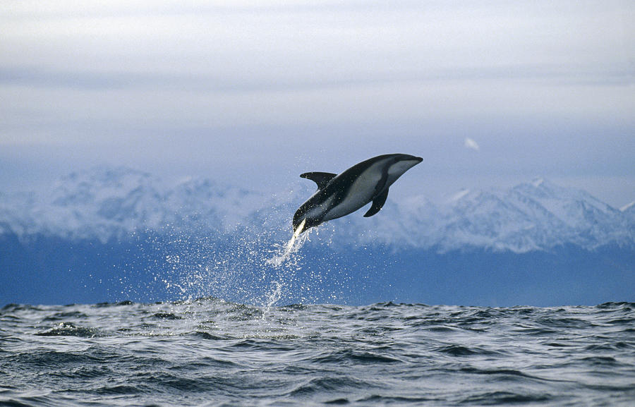 Dusky Dolphin Jumping New Zealand Photograph by Flip Nicklin