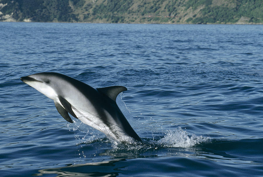 Dusky Dolphin Lagenorhynchus Obscurus Photograph by Flip Nicklin