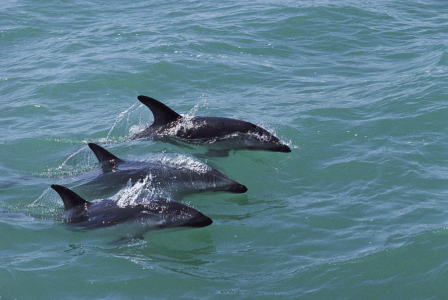 Dusky Dolphin Trio Surfacing Kaikoura Photograph by Flip Nicklin