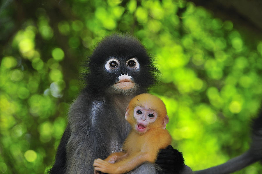 Dusky Leaf Monkey And Baby Photograph by Thomas Marent