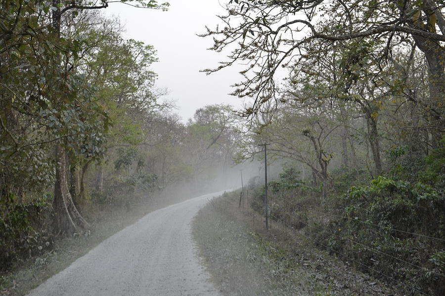 Nature Photograph - Dusty Road by Atul Daimari