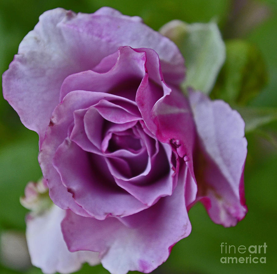 Rose Photograph - Dusty Rose by Suze Taylor