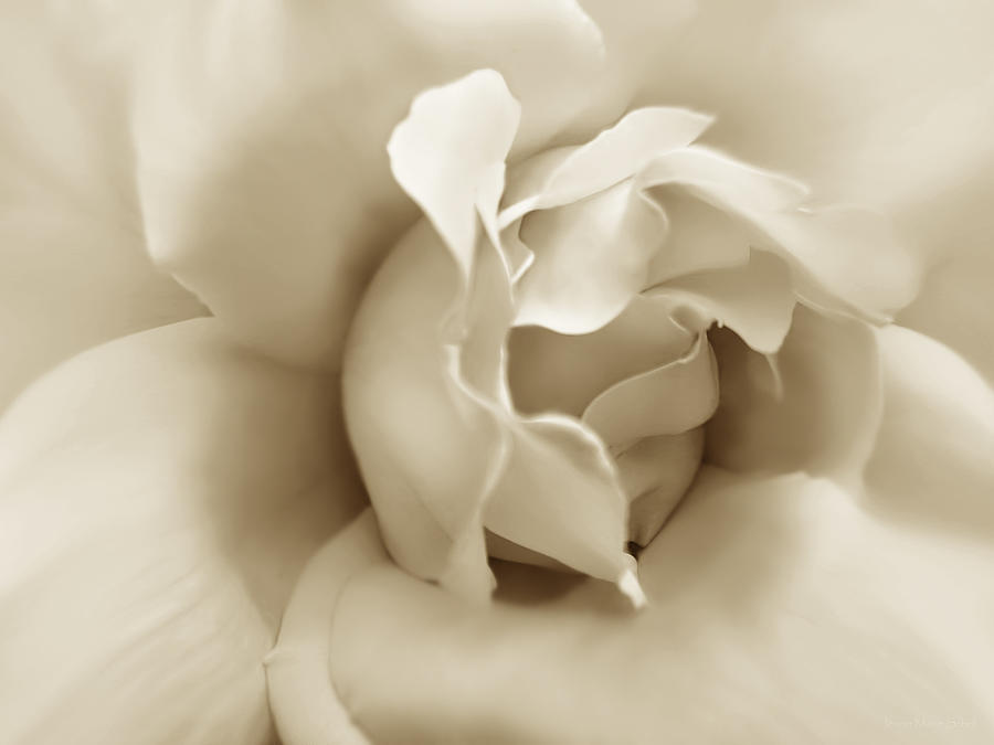 Dusty Sepia Rose Flower Photograph by Jennie Marie Schell
