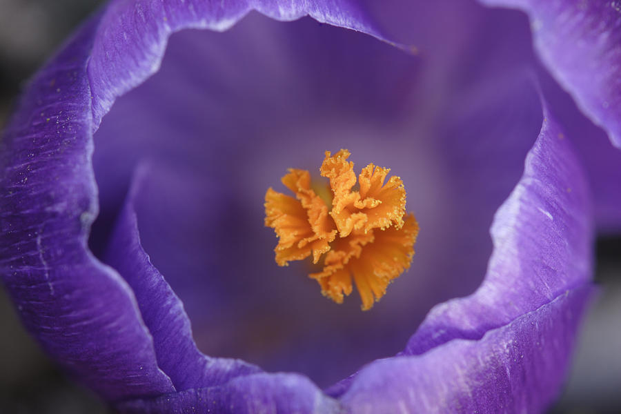 Dutch Crocus Crocus Vernus Flower Photograph by Silvia Reiche
