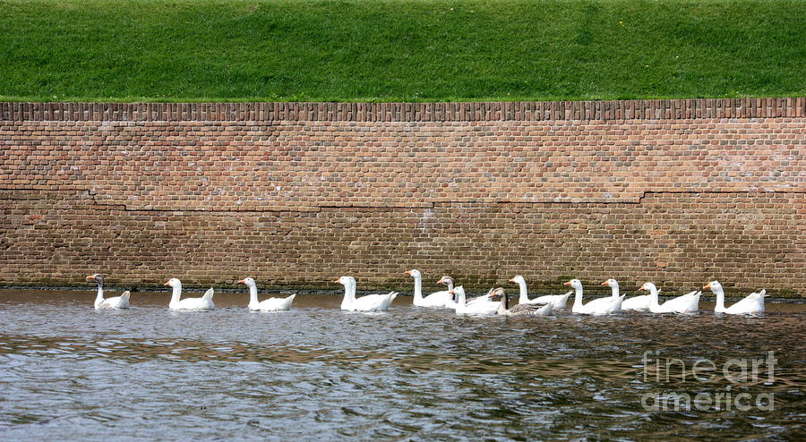 Dutch Geese Flotilla Photograph by Carol Groenen
