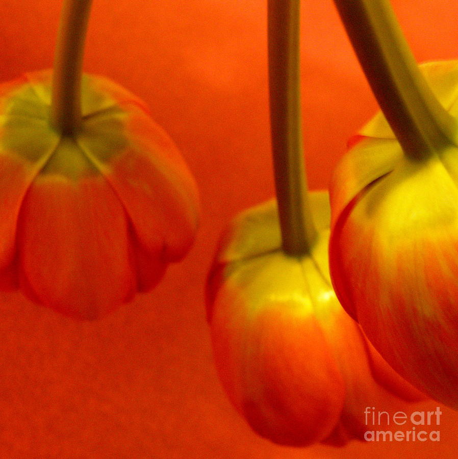 Dutch Tulips Photograph by Lainie Wrightson