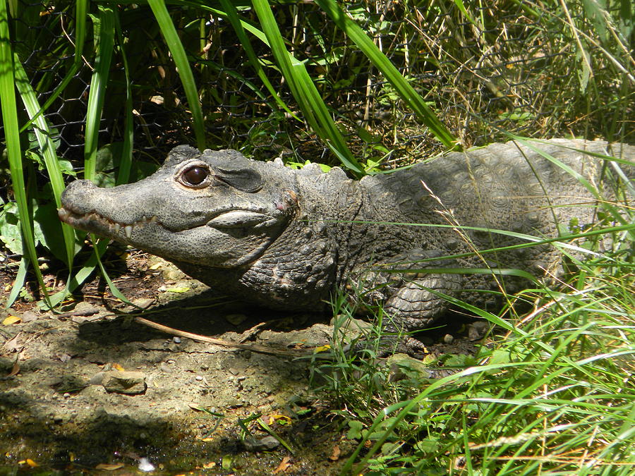 Dwarf Alligator Photograph by Karen Cruz