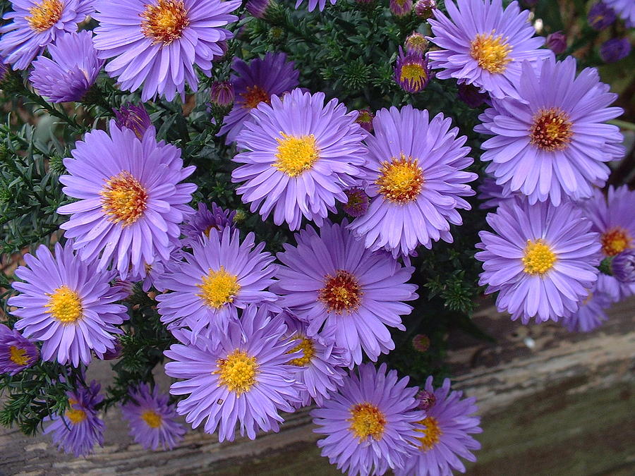 Dwarf Asters Photograph by Paul Slebodnick - Fine Art America