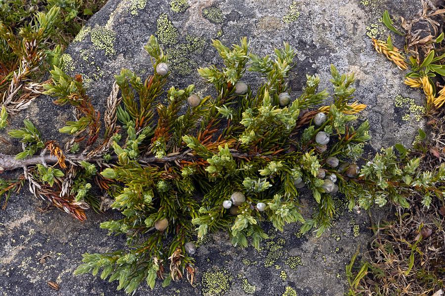 Dwarf Common Juniper (juniperus Communis) Photograph by Bob Gibbons ...