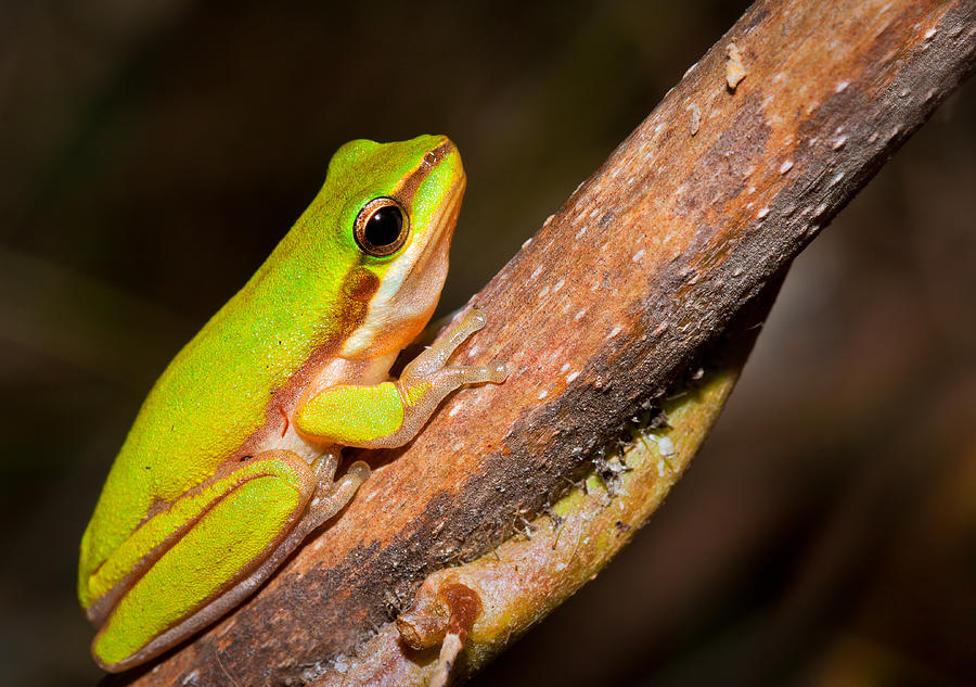 Dwarf green tree frog Photograph by Johan Larson - Fine Art America