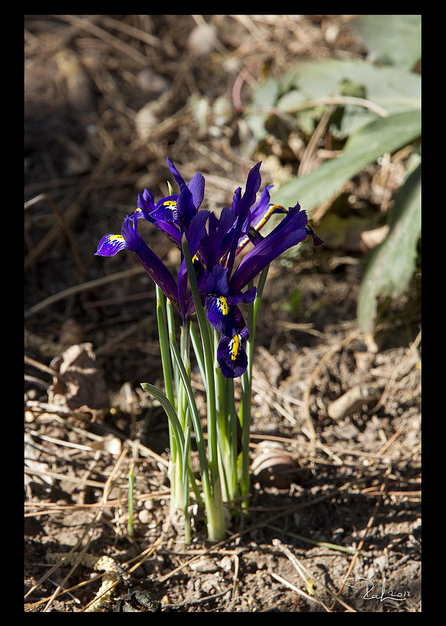 Dwarf irises  card Photograph by Raffaella Lunelli