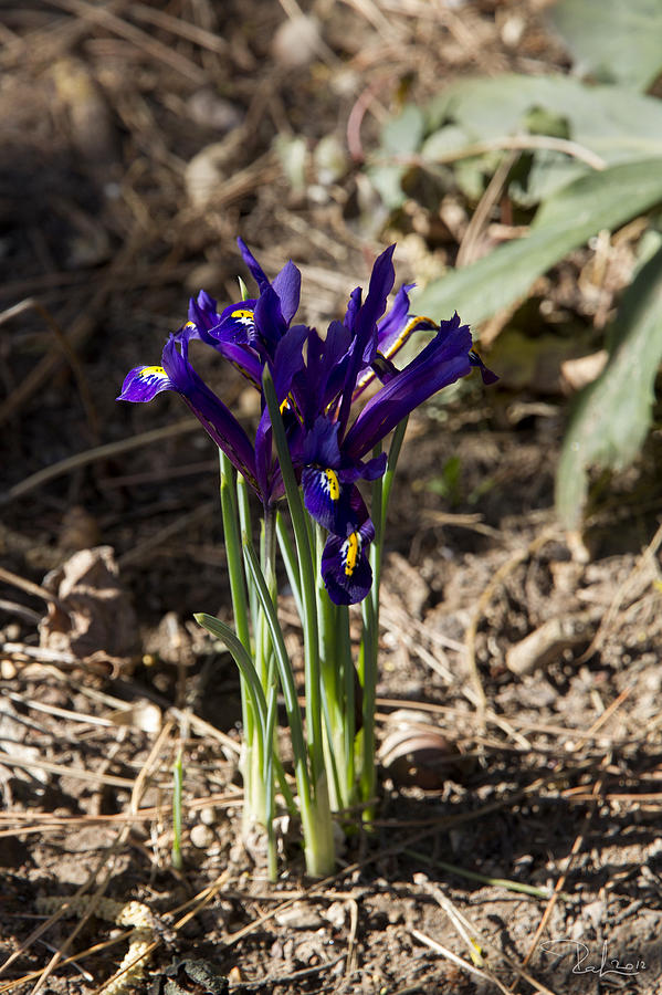 Dwarf irises Photograph by Raffaella Lunelli