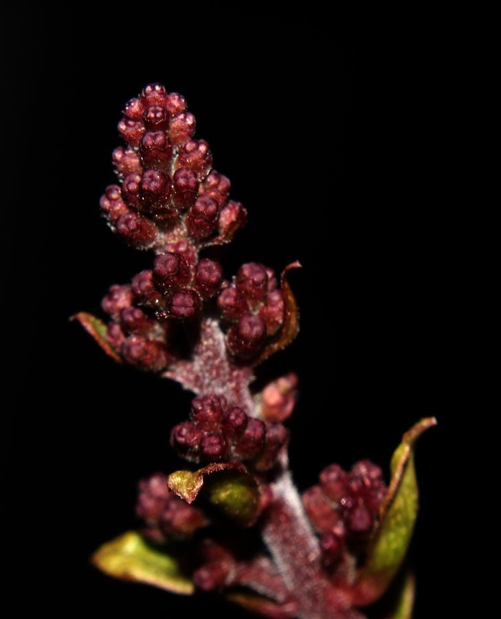 Dwarf Lilac Buds Photograph by Robert Morin