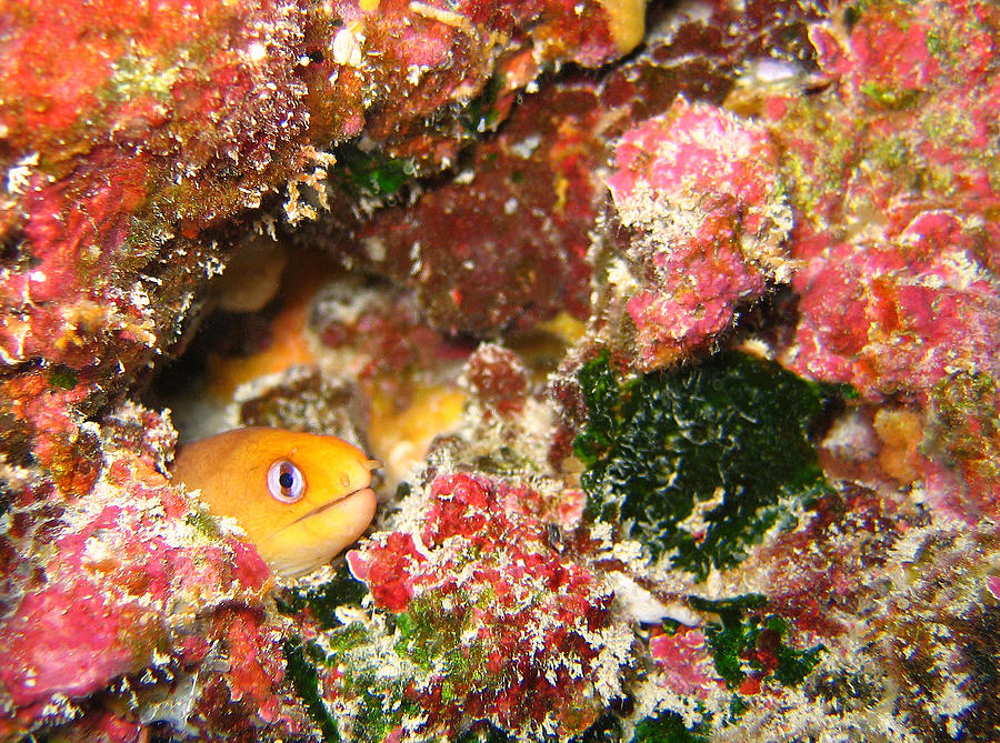 Dwarf Moray Eel Photograph By Ted Papoulas