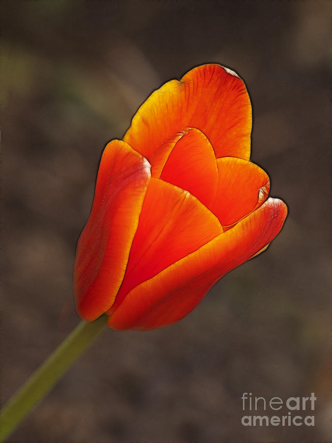 Dwarf tulip Photograph by Steev Stamford