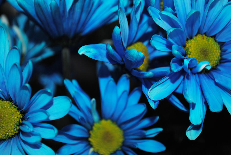 Dyed Blue Daisies Photograph by Cindy Boyd