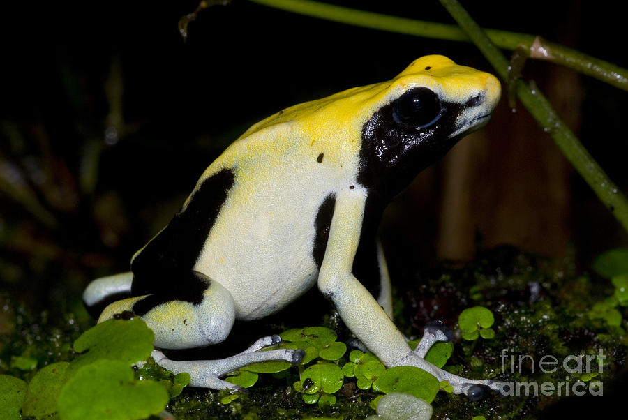 Dyeing Poison Frog Photograph by Dante Fenolio