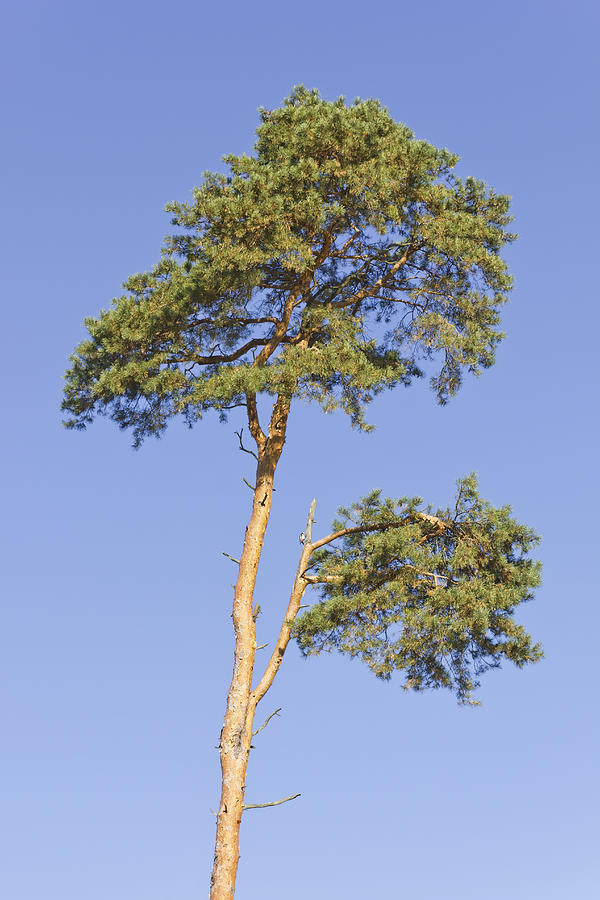 Dying pine tree Photograph by Aleksandr Volkov - Pixels