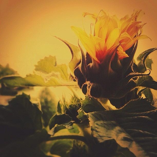 Sunflower Photograph - Dying Sunflower. #flower #sunflower by Simone Gruber