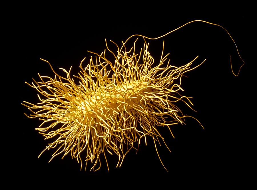Escherichia Coli Photograph - E. Coli Bacterium, Artwork by Francis Leroy, Biocosmos