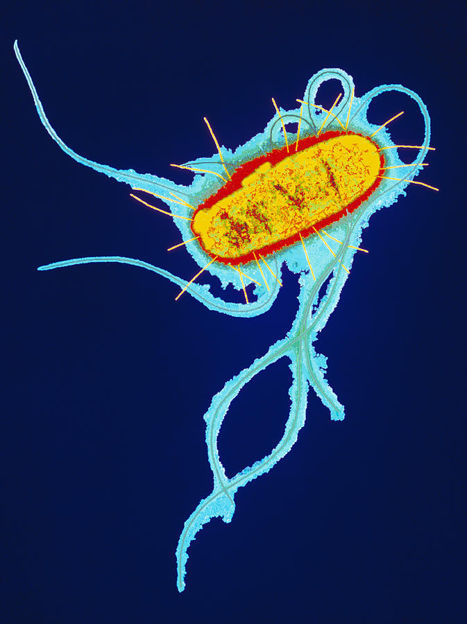 E Coli Bacterium Photograph By Dr Linda Stannard Uct