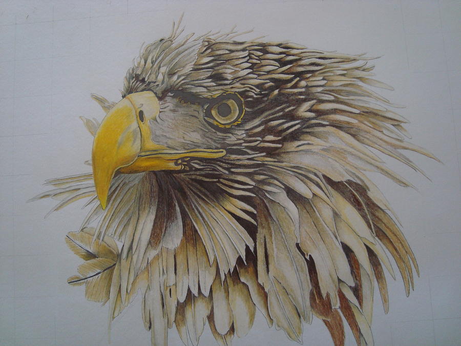 Bird Drawing - Eagel by Per-erik Sjogren