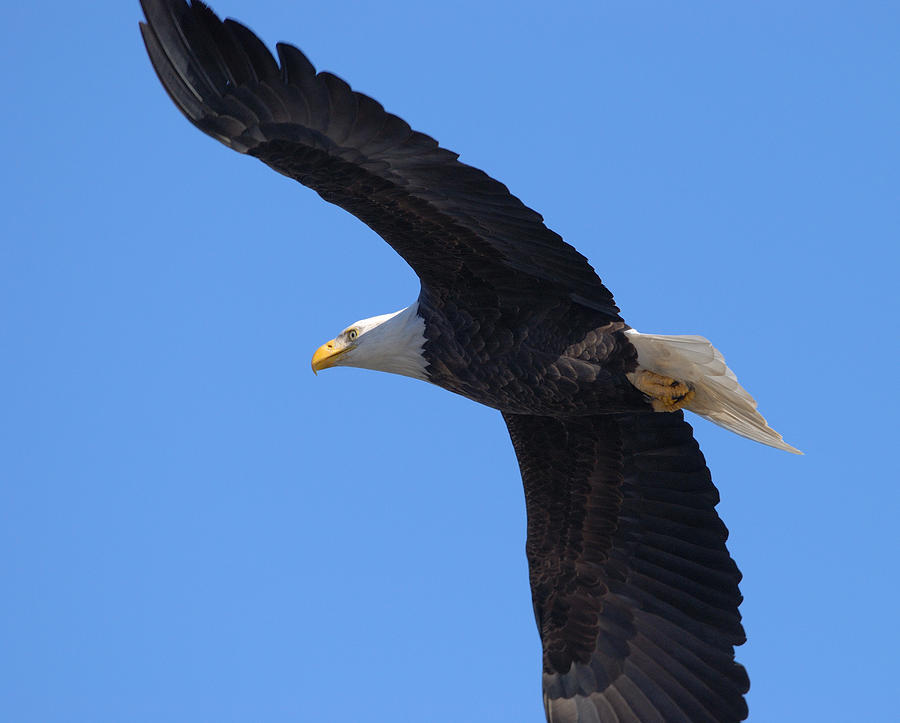 Eagle 6 Photograph by Janice Adomeit