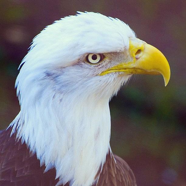Eagle Photograph - #eagle #americaneagle #american by Michael Lynch